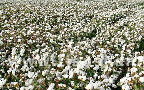 国内外棉花市场保持强势 郑棉或保持偏强格局