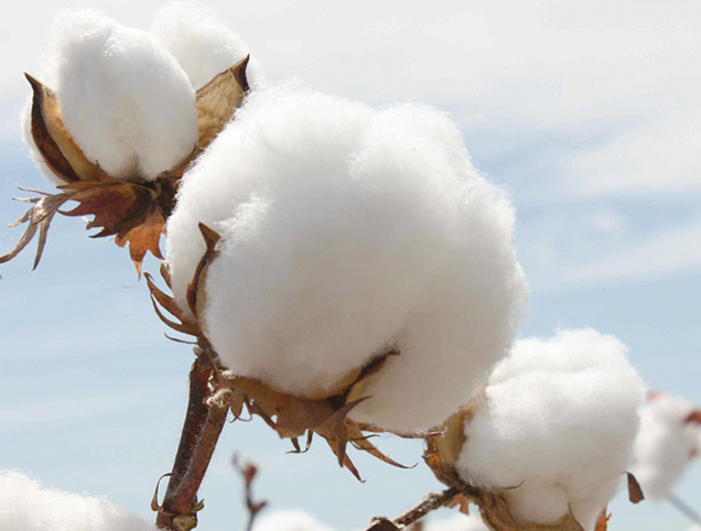 国内纺棉供应保障增强 全球产大于需格局未变