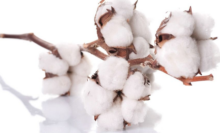 棉花生产布局变化与农业供给侧改革遥相呼应