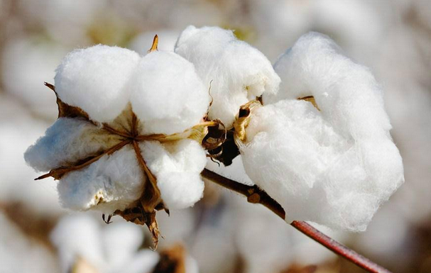 储备棉交易数据分析 棉花市场关注要点